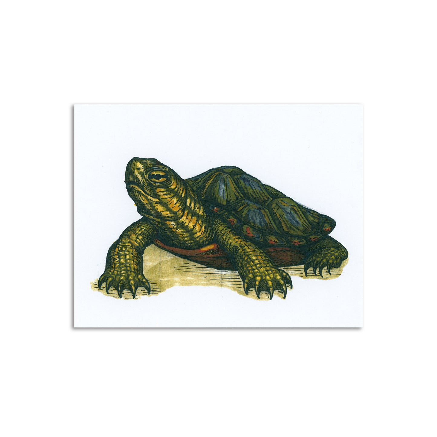 Sapphorica Creations Painted Turtle Art Card - Sapphorica Creations