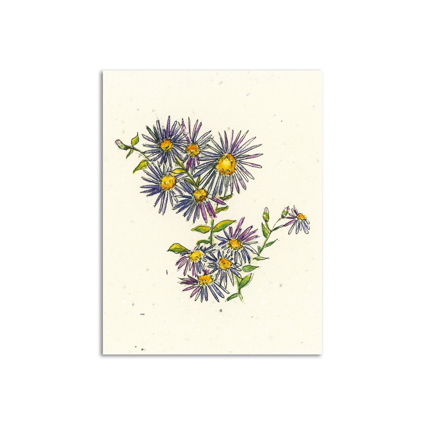 Woodland Wildflower x Sapphorica Creations- Wild Asters Wildflower Seed Art Card - Sapphorica Creations