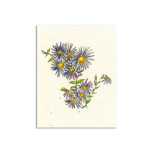 Woodland Wildflower x Sapphorica Creations- Wild Asters Wildflower Seed Art Card - Sapphorica Creations 